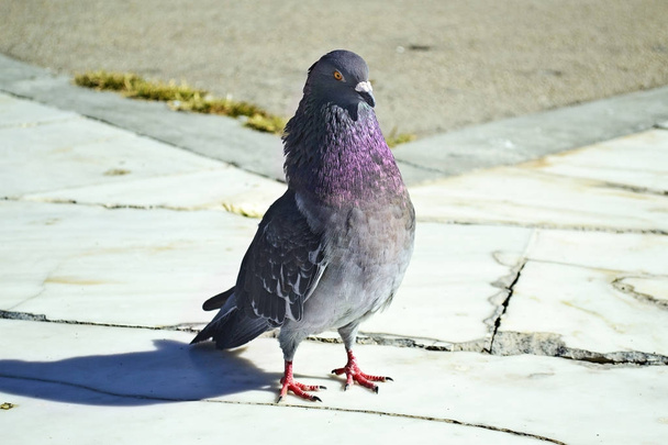 zbliżenie na gołębia stojący na chodniku - Zdjęcie, obraz