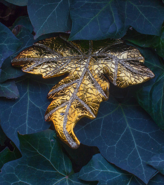 Pierwszy złoty między jesień liść bluszczu - Zdjęcie, obraz