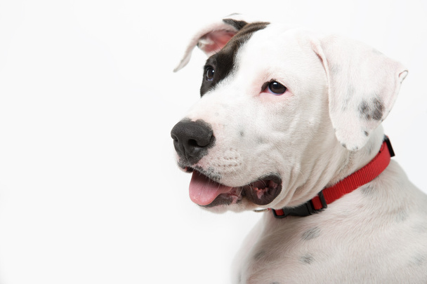 赤の襟付きの白い犬 - 写真・画像