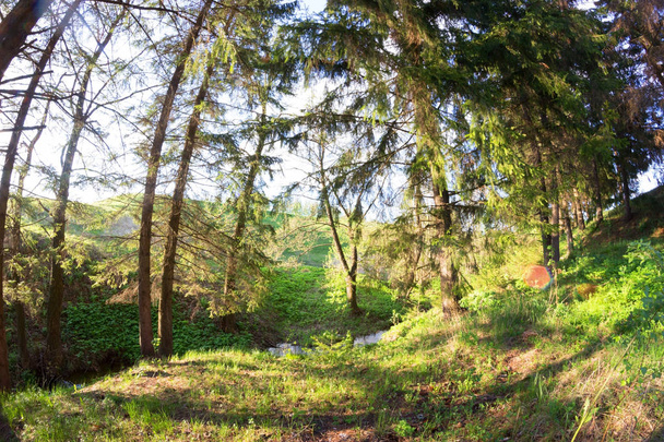 green forest in spring - Foto, Imagem