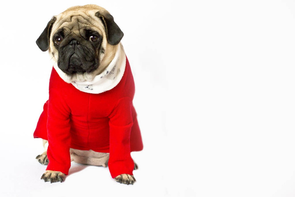 Bardzo ładna siedzący Mops pies w sukni czerwonej nowy rok. Wygląda dyrek - Zdjęcie, obraz