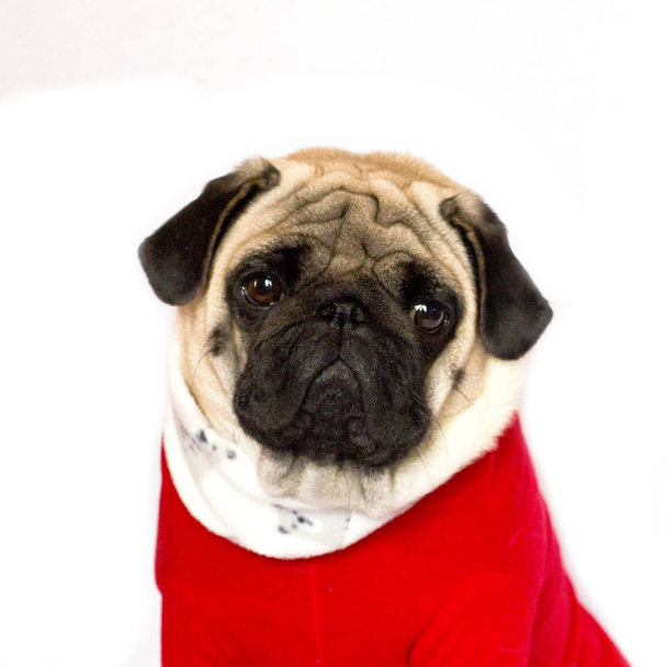 Cane carlino seduto molto carino nel vestito di un capodanno rosso. Sembra diretto.
 - Foto, immagini