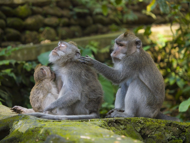 Singes macaques de la famille
 - Photo, image