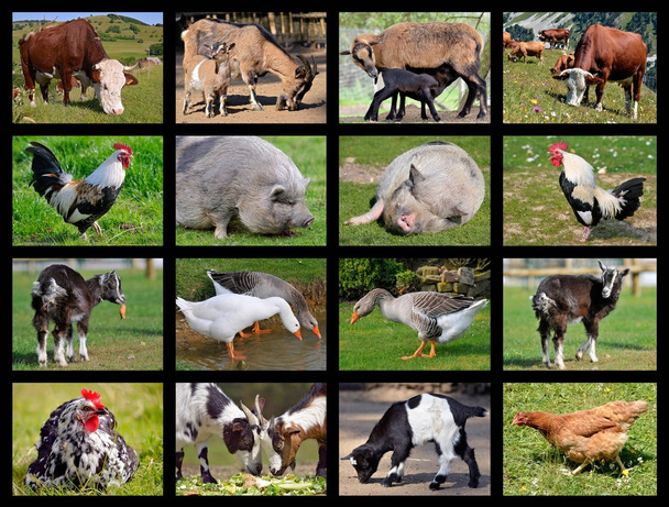 Δεκαέξι μωσαϊκό φωτογραφιών των αγροτικών ζώων - Φωτογραφία, εικόνα