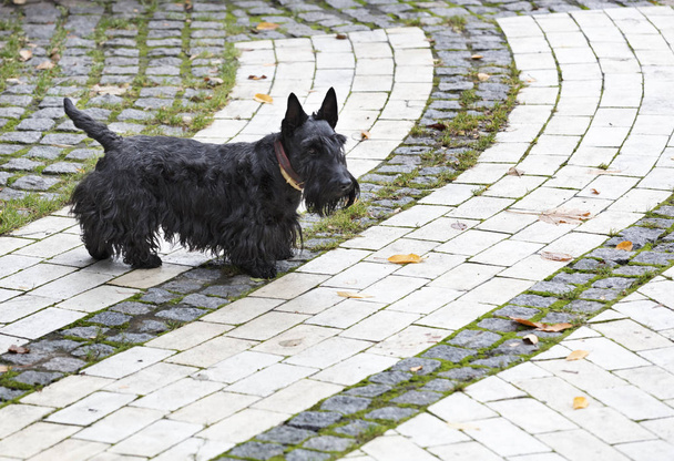 Negro terrier escocés camina por los caminos pavimentados del parque
 - Foto, Imagen