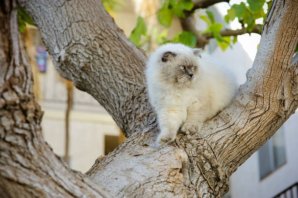 Roztomilý krásný krásný kocour chůzi na strom. Venkovní domácí mazlíček - Fotografie, Obrázek