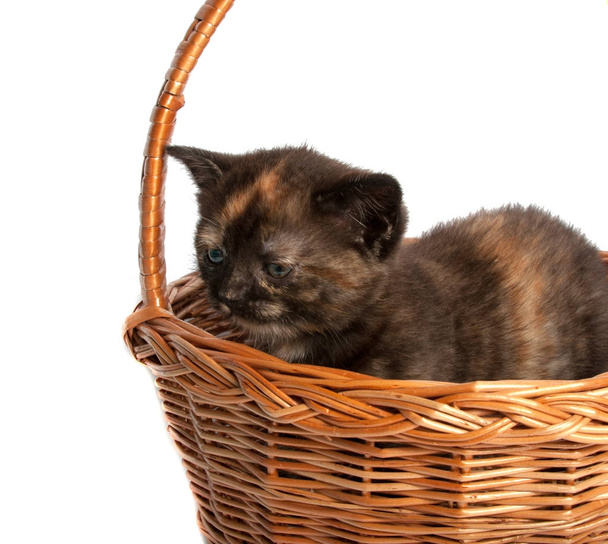 Gatito en una cesta de madera sobre fondo blanco
 - Foto, imagen