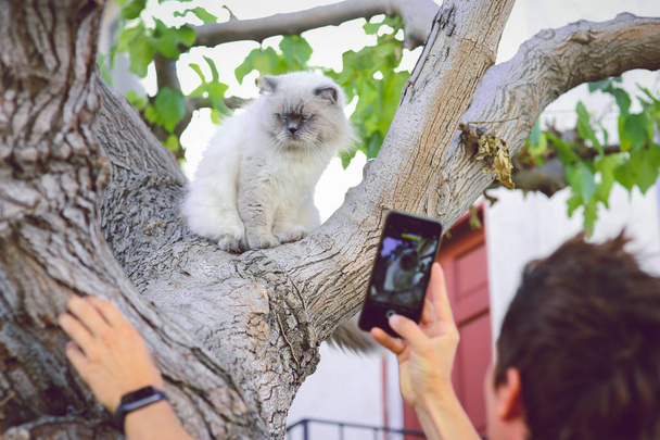 Pessoa tirar foto do Himalaia gato fofo sentar-se na bela árvore
 - Foto, Imagem