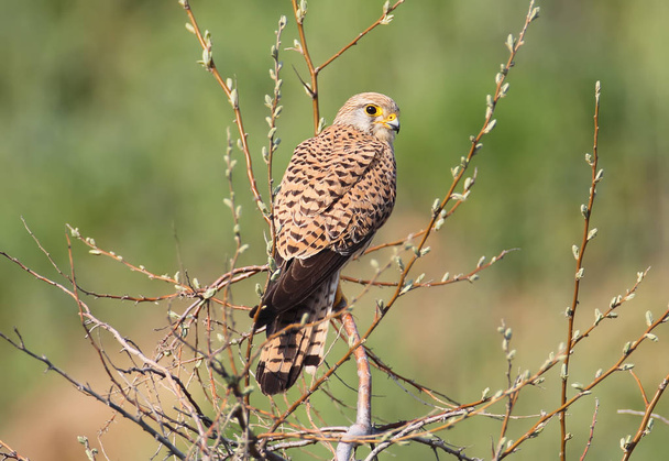 Common kestrel sits on the tree with blurred green background and looks at camera. Bright sunlight. - Photo, Image