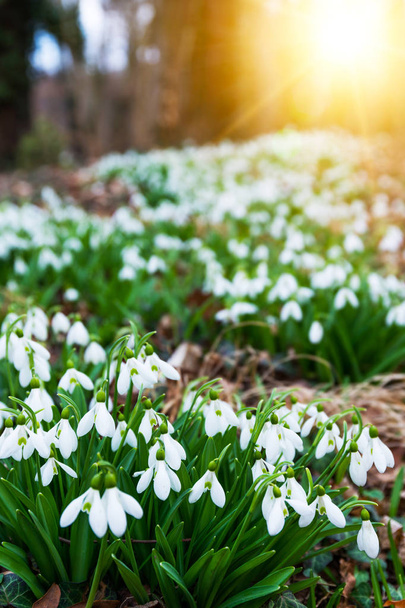 białe kwiaty śniegu wiosną - Zdjęcie, obraz