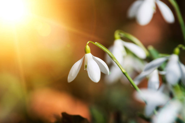 białe kwiaty śniegu wiosną - Zdjęcie, obraz