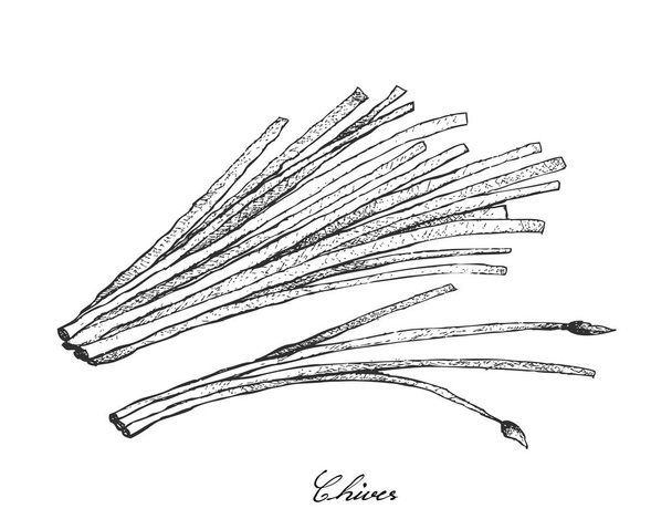 Ręcznie rysowane świeżego szczypiorku na białym tle - Wektor, obraz