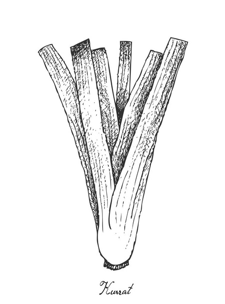 Рука намальована свіжим курратом на білому тлі
 - Вектор, зображення