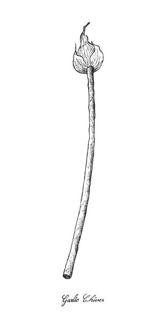 Käsin piirretty valkosipulin ruohosipulia valkoisella taustalla
 - Vektori, kuva