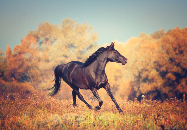 Musta Arabian hevonen kulkee puissa ja taivaan taustalla syksyllä
 - Valokuva, kuva