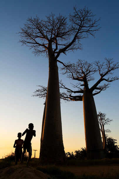 Garçons sur Baobab ruelle
 - Photo, image