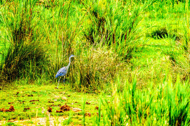 Blue Heron along the Olifants River in Kruger Park near Phalaborwa on the Limpopo - Mpumalanga provincial border in South Africa - Photo, Image