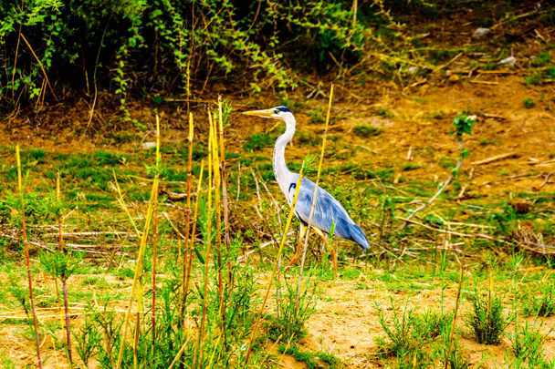 Blue Heron ao longo do rio Olifants, no Parque Kruger, perto de Phalaborwa, na fronteira provincial Limpopo-Mpumalanga, na África do Sul
 - Foto, Imagem