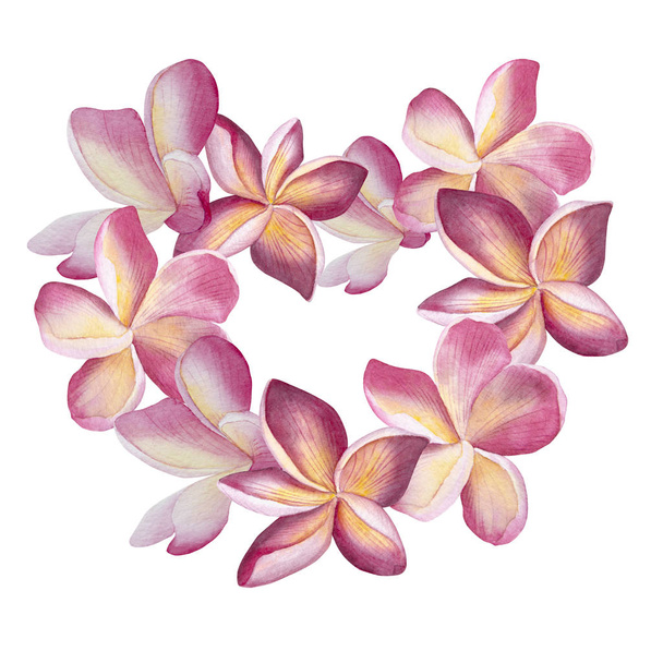 Pink plumeria wreath. Heart watercolor floral Botanical illustration. For wedding, invitation, valentines. frame love card - Photo, Image