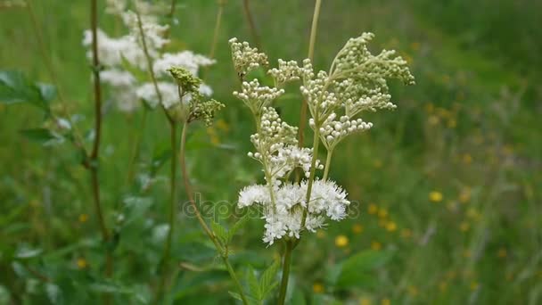Meadowsweet Filipendula ulmaria blooming with creamy-white flowers in damp meadow. Hemp-agrimony Eupatorium in background. - Materiał filmowy, wideo