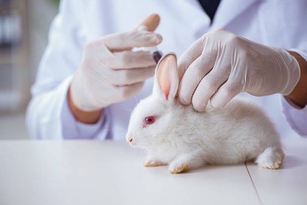 Médico veterinario examinando conejo en hospital de mascotas - Foto, imagen