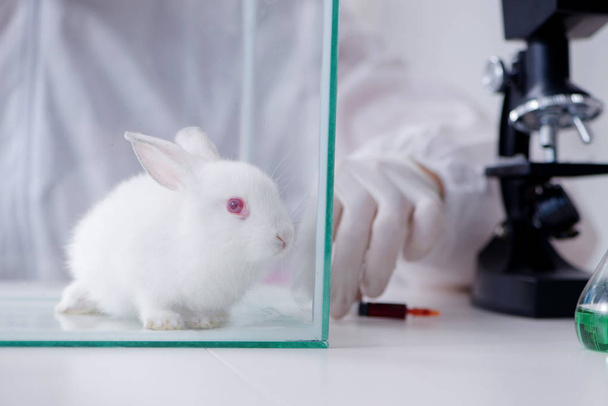 Biały królik w eksperymencie laboratoryjnym - Zdjęcie, obraz
