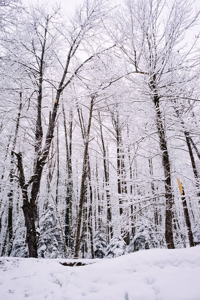 χειμώνα χιονισμένο δάσος, δέντρα καλυμμένα με λευκό χιόνι - Φωτογραφία, εικόνα