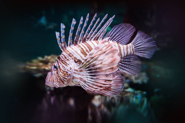 Pterois volitans. Lionfish rouge (Pterois volitans) poissons d'aquarium
 - Photo, image