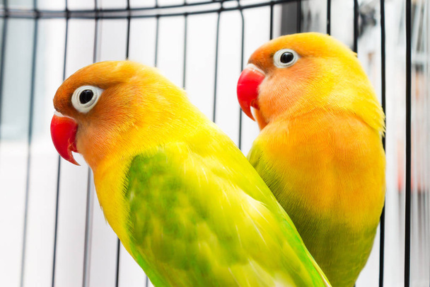 Όμορφη πολύχρωμα Lovebirds - Φωτογραφία, εικόνα