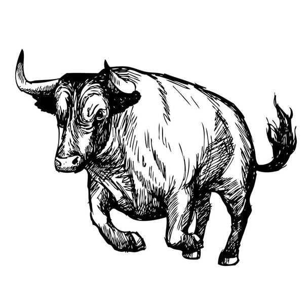 ilustración dibujada a mano del toro
  - Vector, imagen