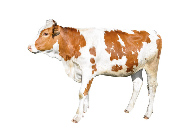 Красивая молодая корова изолирована на белом фоне. Смешная красно-белая пятнистая корова на белом фоне
. - Фото, изображение