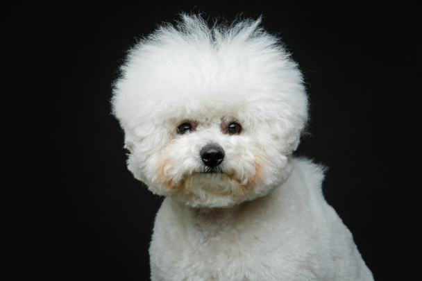 hermoso perro bichon frisee
 - Foto, imagen