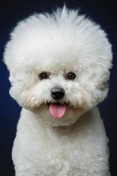 красивая бишонная фризская собака
 - Фото, изображение