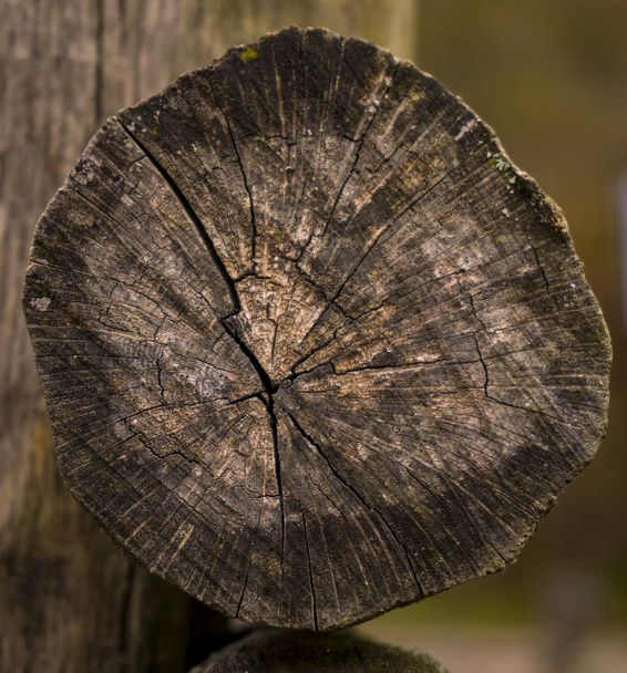 Старые обрезанные бревна, обнаженные поперечным сечением лиственных пород. Абстрактный фон
 - Фото, изображение
