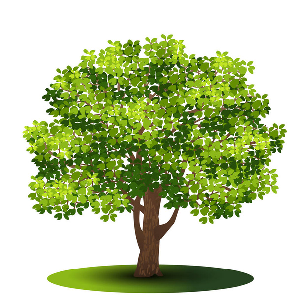 detached tree with green leaves - Vector, Image