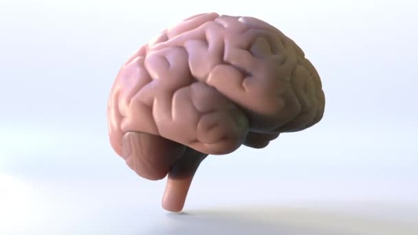 Roterende menselijk brein loopbare animatie - Video