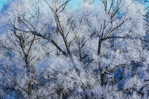 冬の霜覆われた木 - 写真・画像