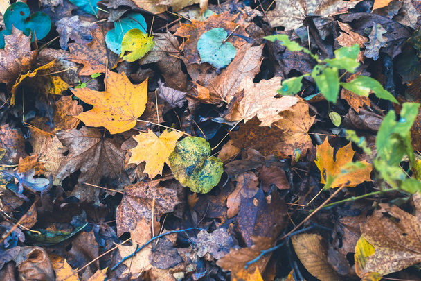 Dry leaves in autumn forest on a blurred background. - Foto, Bild