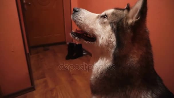 big fluffy playful dog malamute at home - Footage, Video