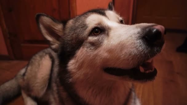 velký nadýchané hravý pes malamut doma - Záběry, video