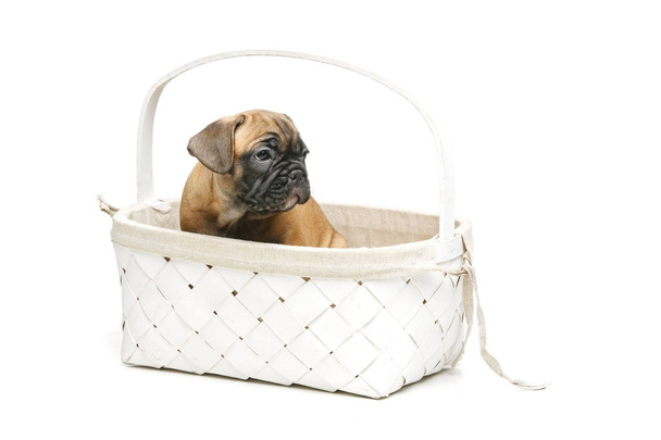 милый французский бульдог щенок в корзине
 - Фото, изображение