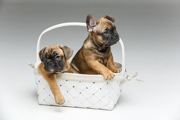 lindo bulldog francés cachorro en cesta
 - Foto, Imagen