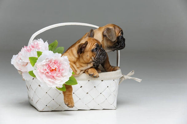 bonito francês bulldog filhote de cachorro no cesto
 - Foto, Imagem