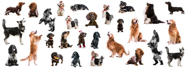 set photo of dogs of different breeds isolated - Photo, Image
