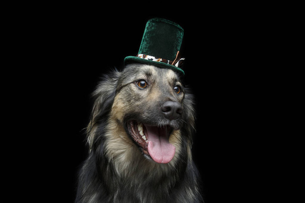 красивая собака в шляпе, изолированная на черном
 - Фото, изображение
