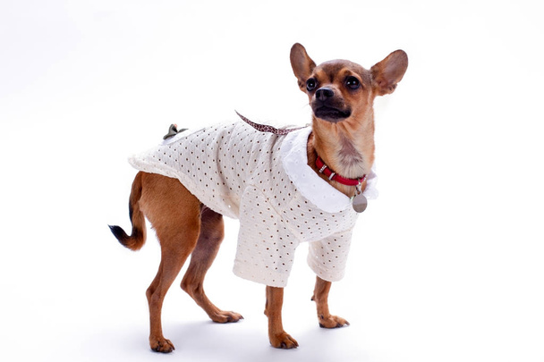 Chihuahua bonito isolado no fundo branco
. - Foto, Imagem