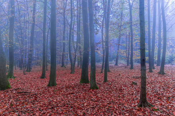 Mglisty tajemniczym lesie rano - Zdjęcie, obraz