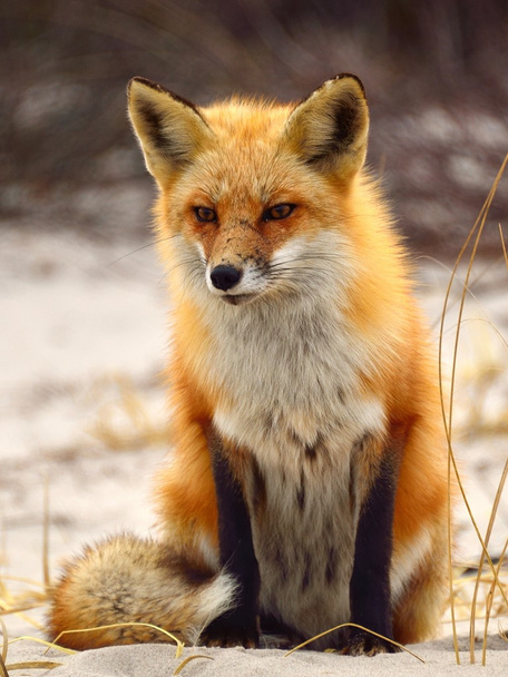 赤狐 - 写真・画像