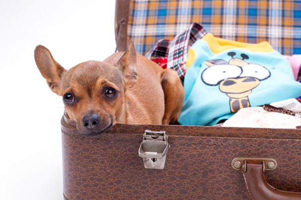 Chihuahua seyahat bavul içinde yakın çekim. - Fotoğraf, Görsel