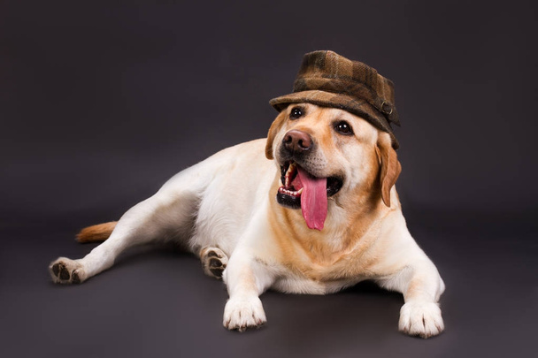 Adorable blonde labrador in brown hat. - Photo, Image